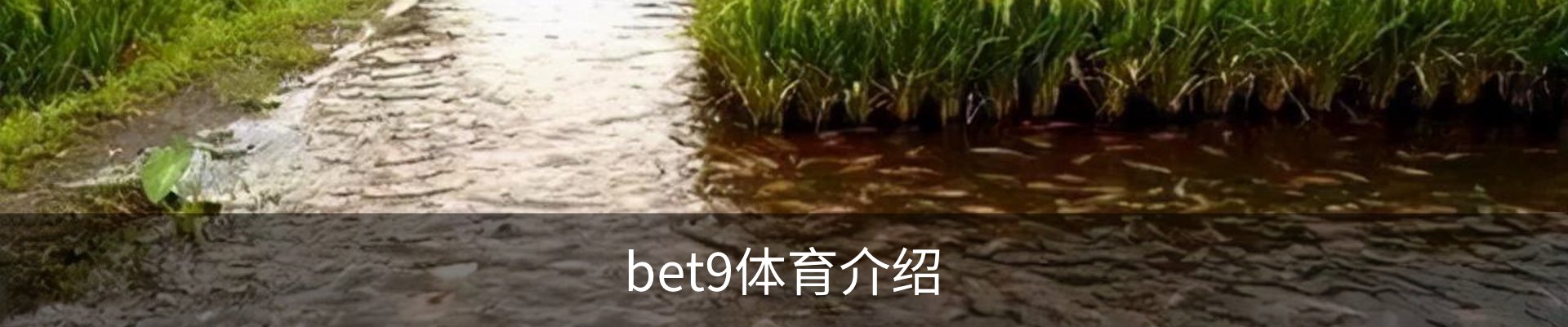 bet9体育介绍